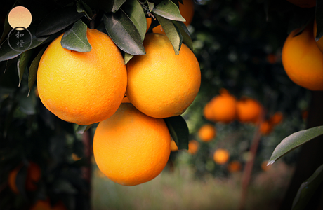 紐荷爾臍橙的栽培技術